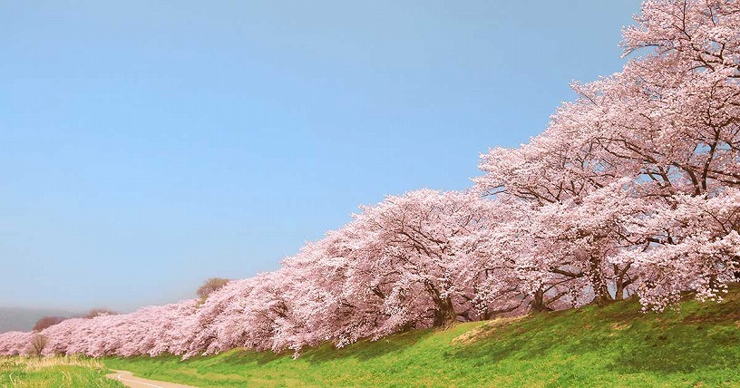京都観光 混雑予想 カレンダー 21年4月 京都人気イベント 穴場スポットランキング